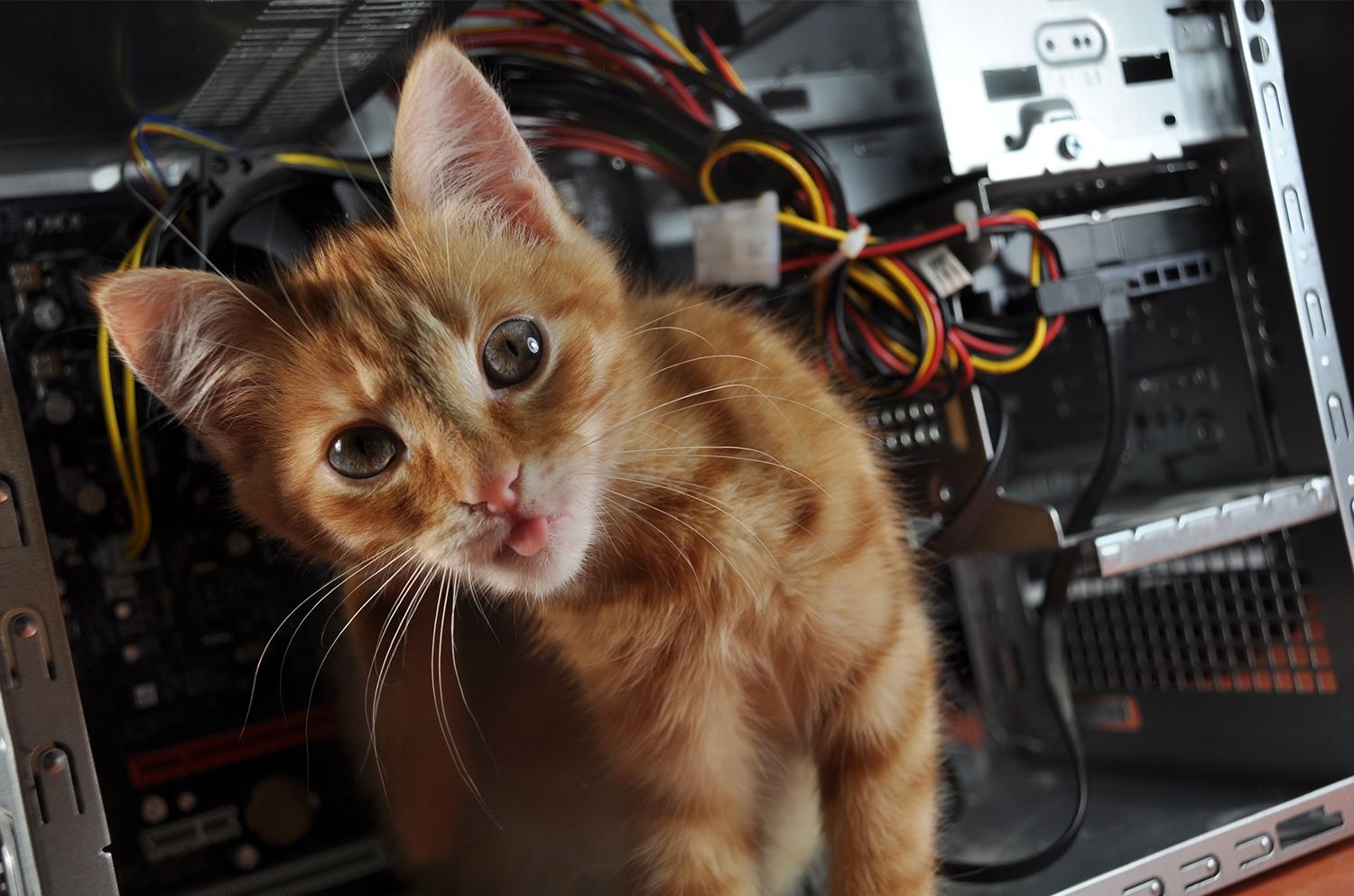 El gato en la computadora