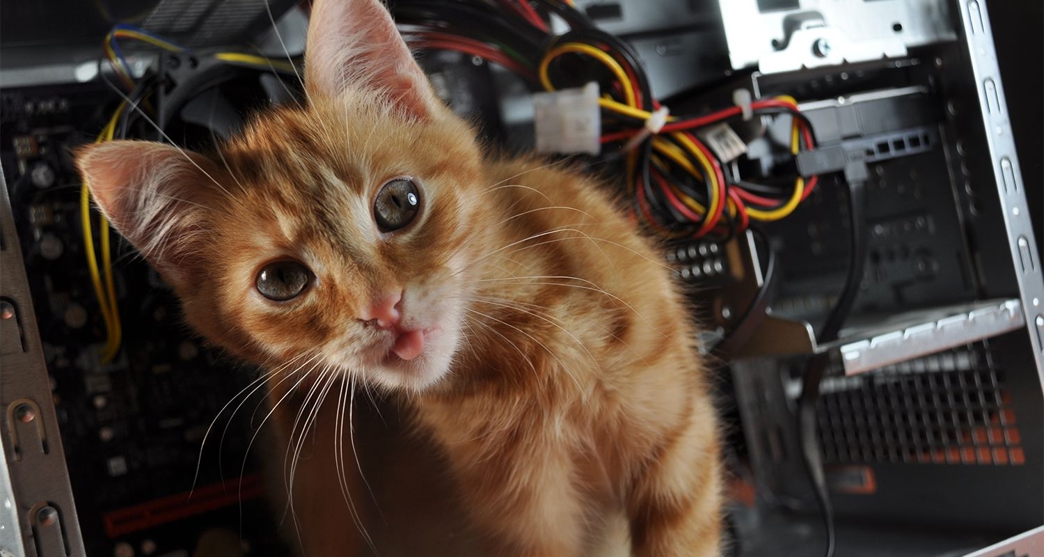 Los gatos se escabullen en una computadora abierta.